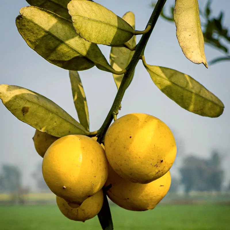 Ripe yellow lemons hanging on the tree