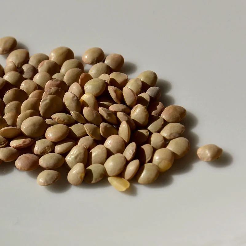 A small pile of dried brown lentils