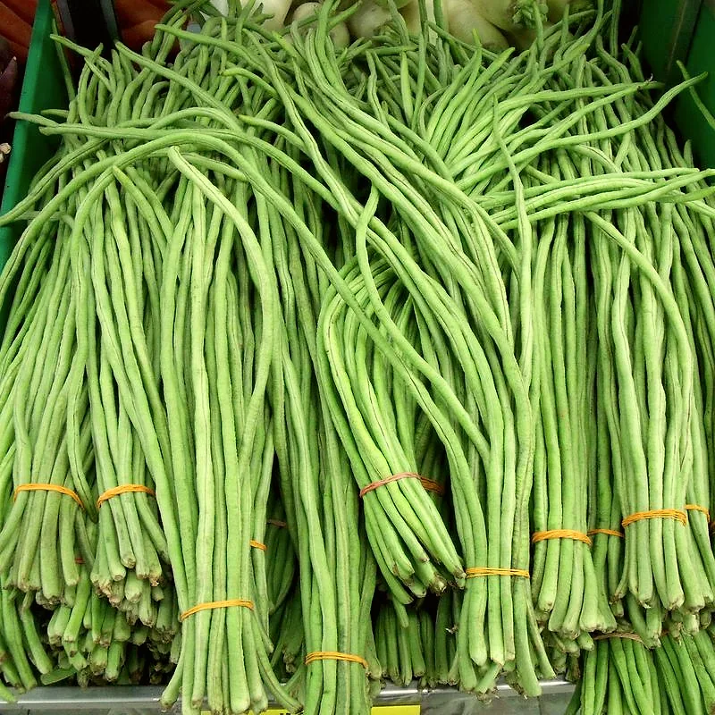 Bundles of fresh green yardlong beans tied with rubber bands at a market