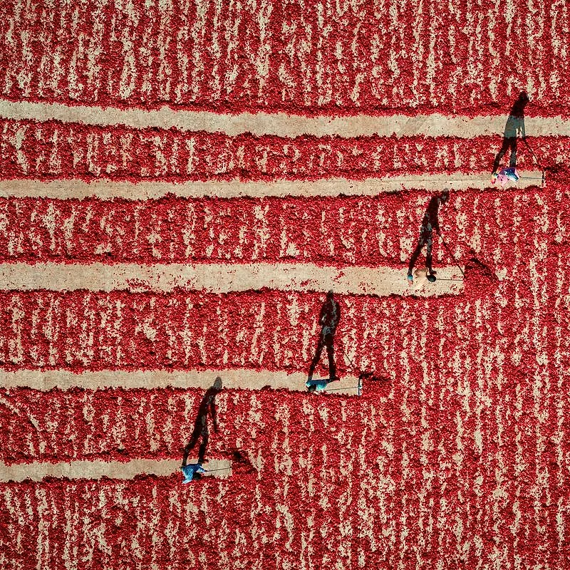 An aerial view of workers raking rows of bright red crushed pepper flakes spread out to dry in the sun