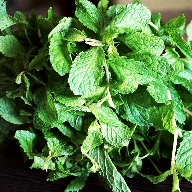 A dense bunch of fresh spearmint, deeply veined and bright green