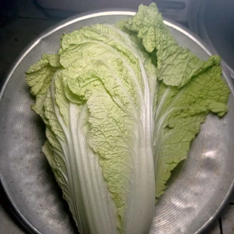 A head of napa cabbage with pale ribs and crinkled green leaves