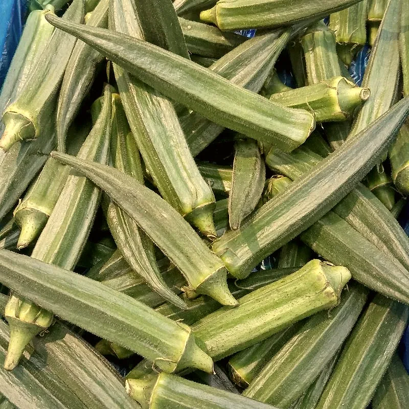 Fresh whole okra pods piled together, showing their ridged green skin