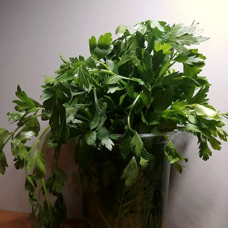 A bunch of flat-leaf parsley, deeply cut dark green leaves