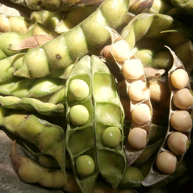 Open pigeon pea pods showing rows of pale green and cream-coloured peas inside