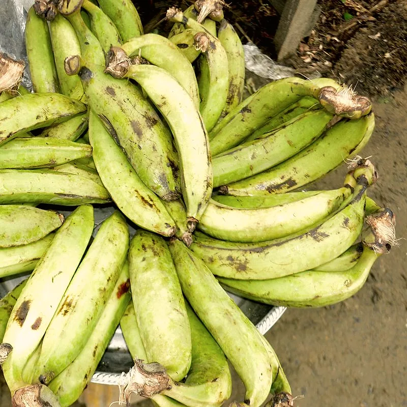 A bunch of large green plantains