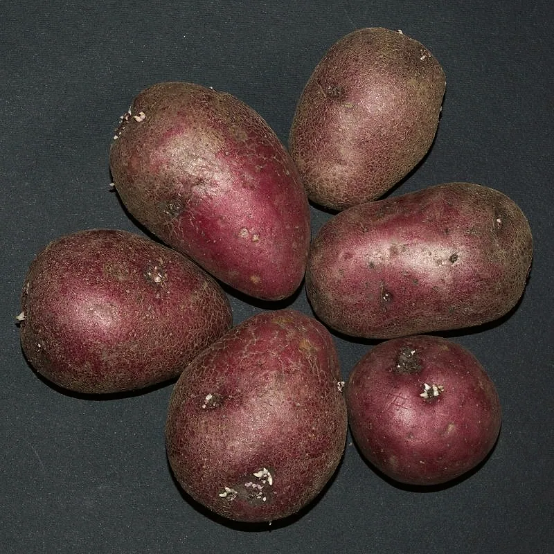 Raw red-skinned potatoes