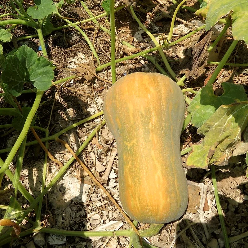 A whole raw calabaza pumpkin with mottled orange and green skin, still attached to its vine among the leaves