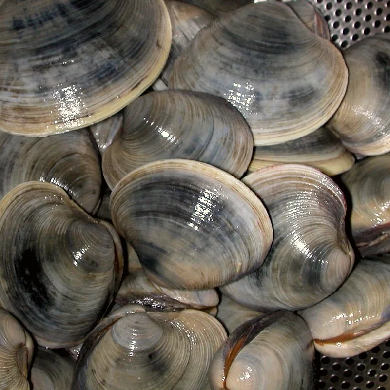 A pile of whole, closed quahog clams with wet, ridged shells