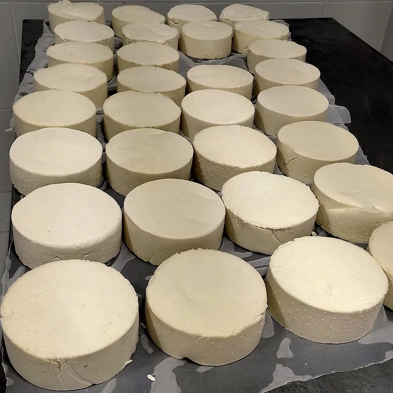Rows of freshly pressed queso fresco rounds, pale white with a smooth crumbly surface