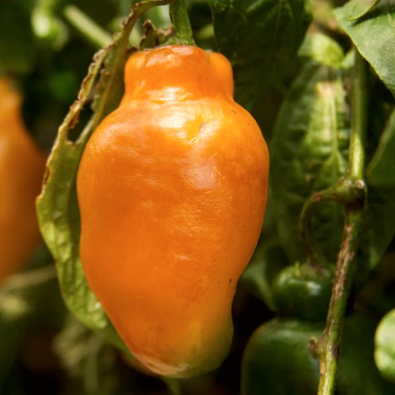 A ripe orange rocoto pepper hanging on the plant, showing its thick bell-like shape