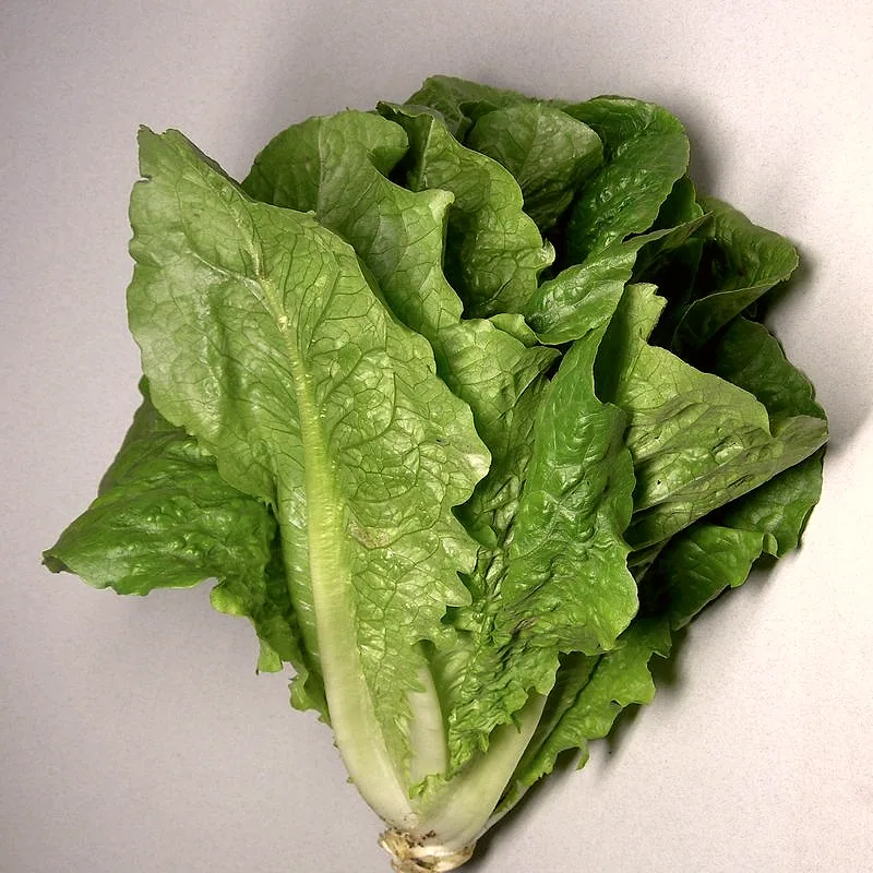 Long crisp romaine leaves with heavy pale ribs, loose on a plate