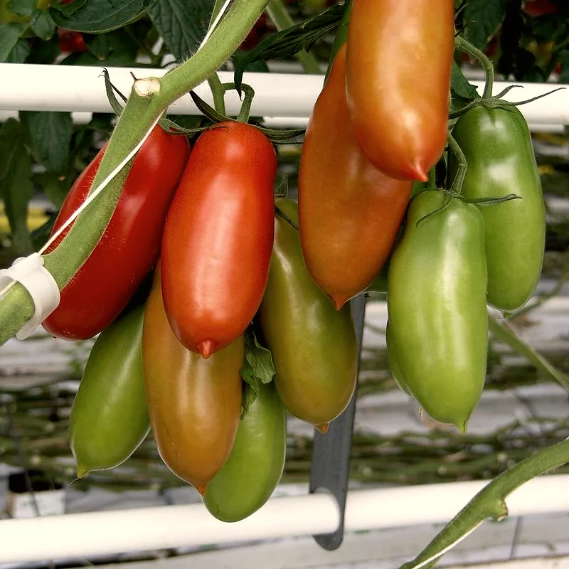 Ripe and ripening San Marzano tomatoes on the vine, elongated and tapering to a point