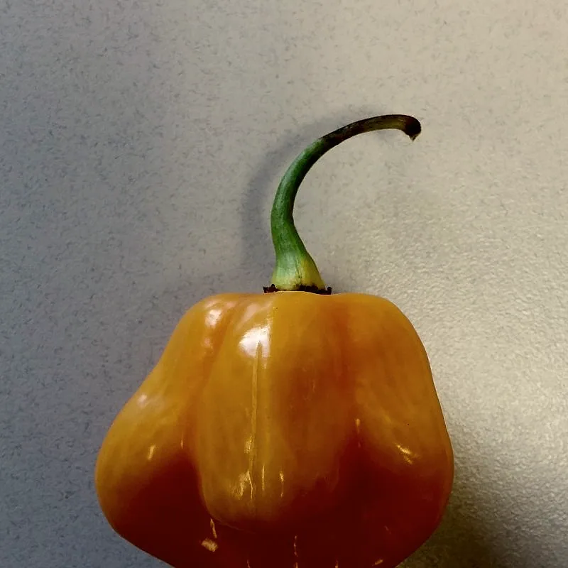 A single orange scotch bonnet pepper with its characteristic squat, lobed shape