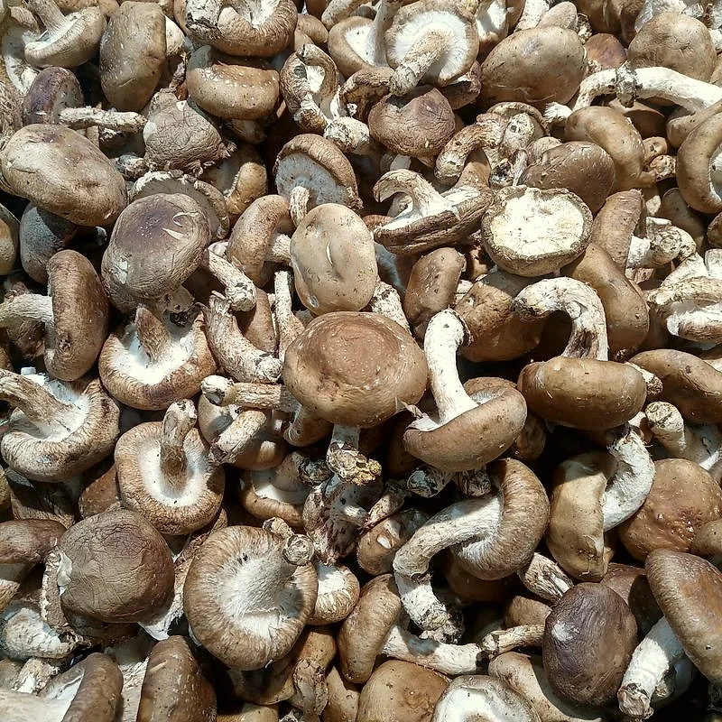 A pile of fresh brown shiitake mushrooms with pale gills and stems