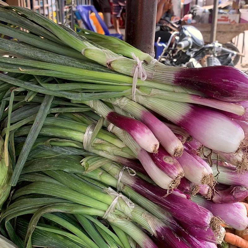 Bunches of spring onions with long green tops and pale bulbs