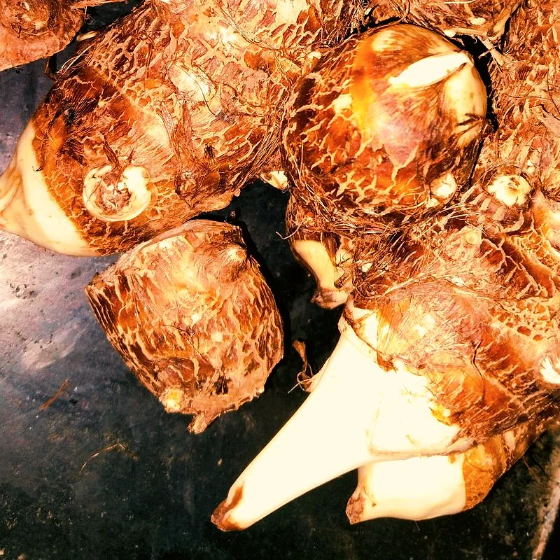 Whole raw taro roots with rough, fibrous brown skin, broken open at the ends to show pale white flesh