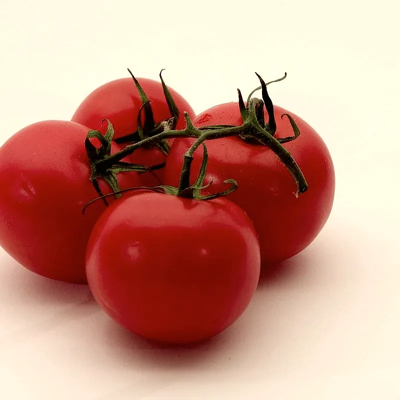 Three ripe red tomatoes on the vine