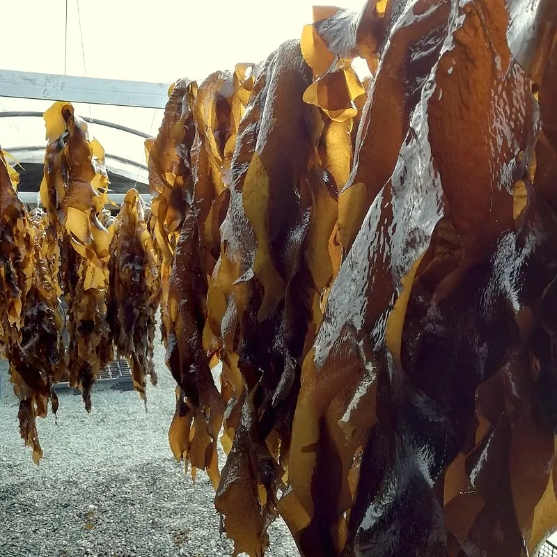 Dark fronds of wakame hanging to dry