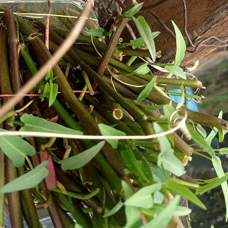 A bundle of fresh water spinach with hollow green stems and narrow arrow-shaped leaves