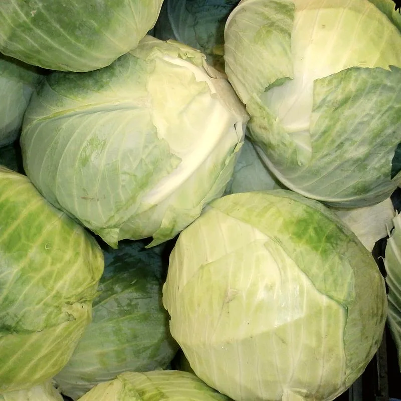 A pile of whole, round pale green and white cabbage heads