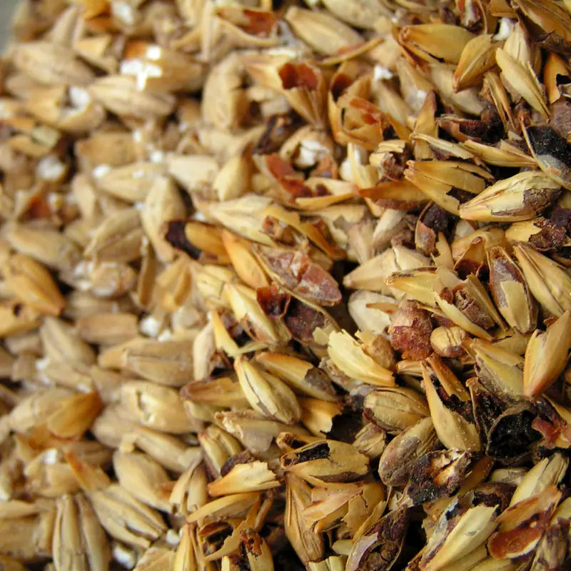 A close-up pile of malted barley grains, husks split open showing the pale kernel inside