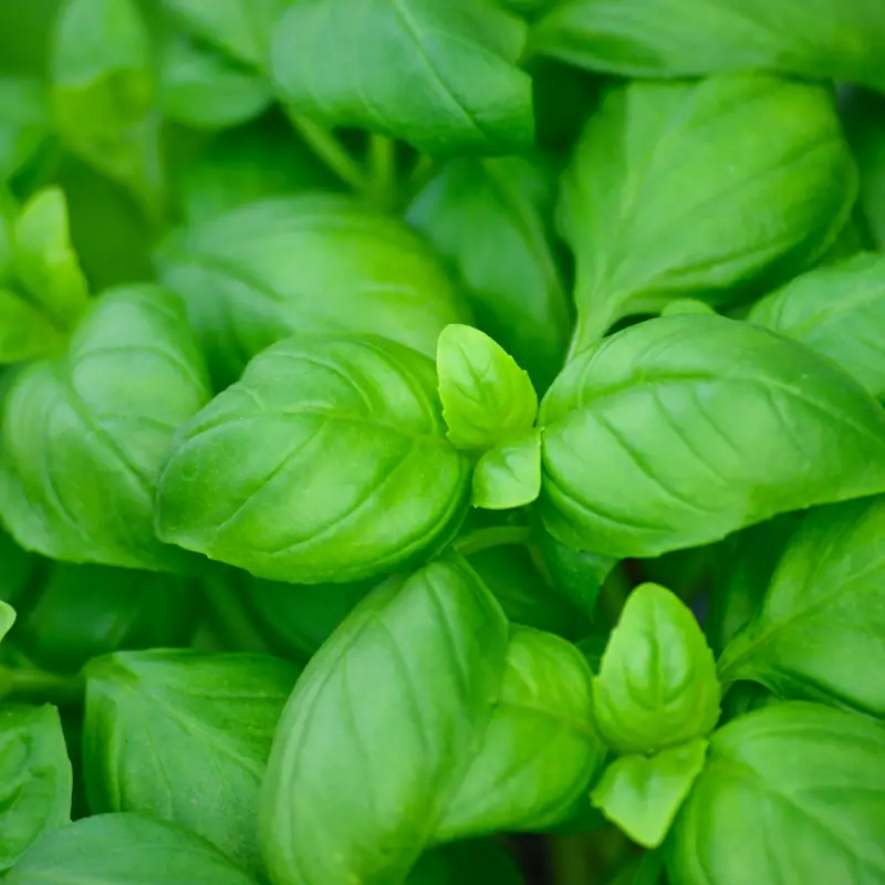 A close-up cluster of fresh green basil leaves
