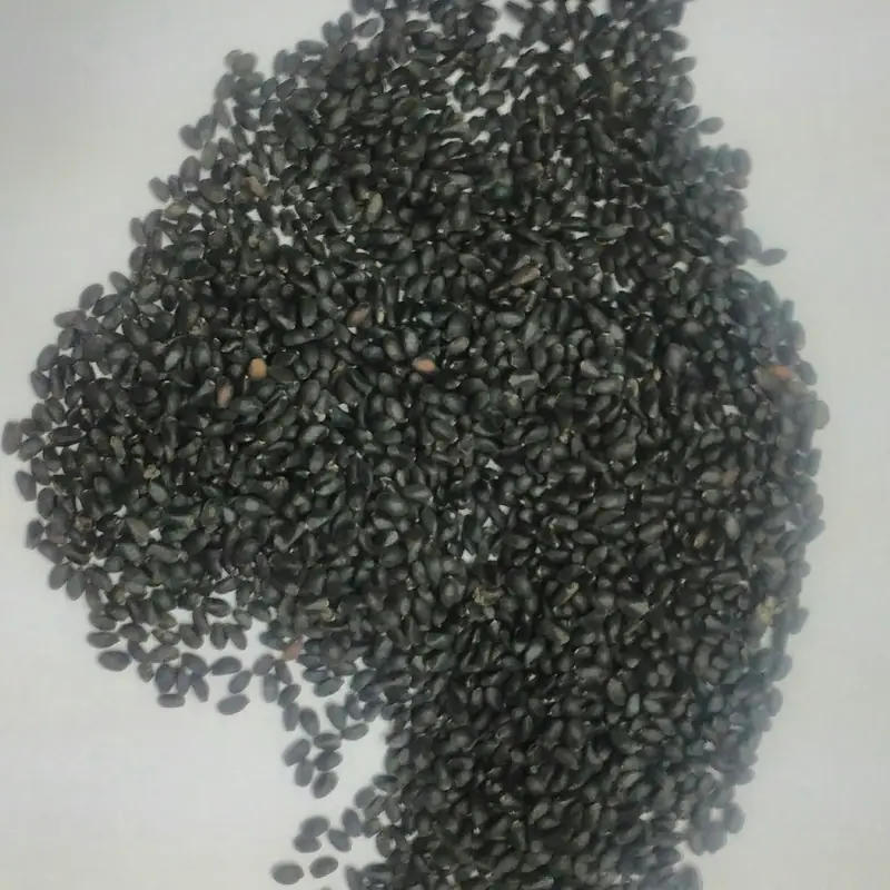 A pile of small dried black basil seeds on a white surface