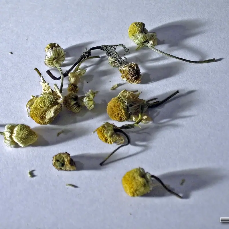 Dried chamomile flower heads scattered on a pale surface