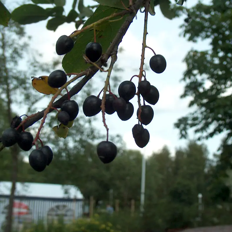 A cluster of small dark bird cherries hanging on their branch