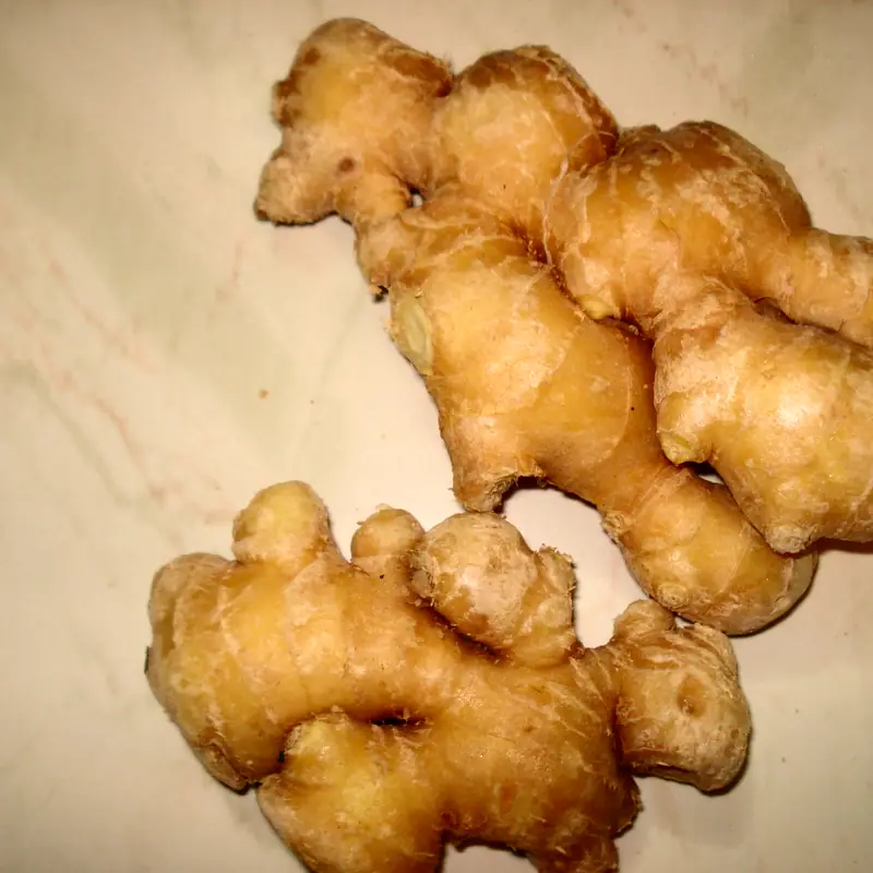 A knobbly hand of fresh ginger root, pale gold and unpeeled, on a plain surface