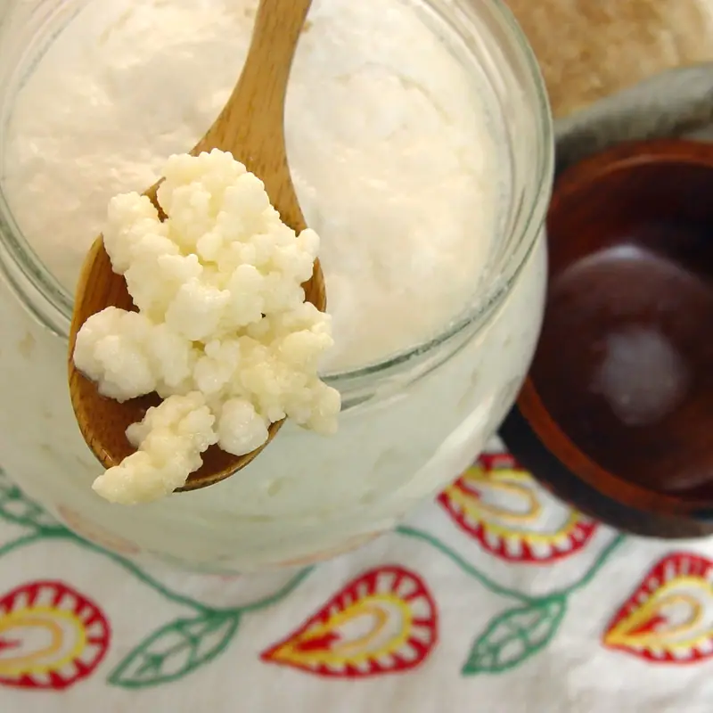 A spoonful of lumpy white milk kefir grains held over a jar of kefir