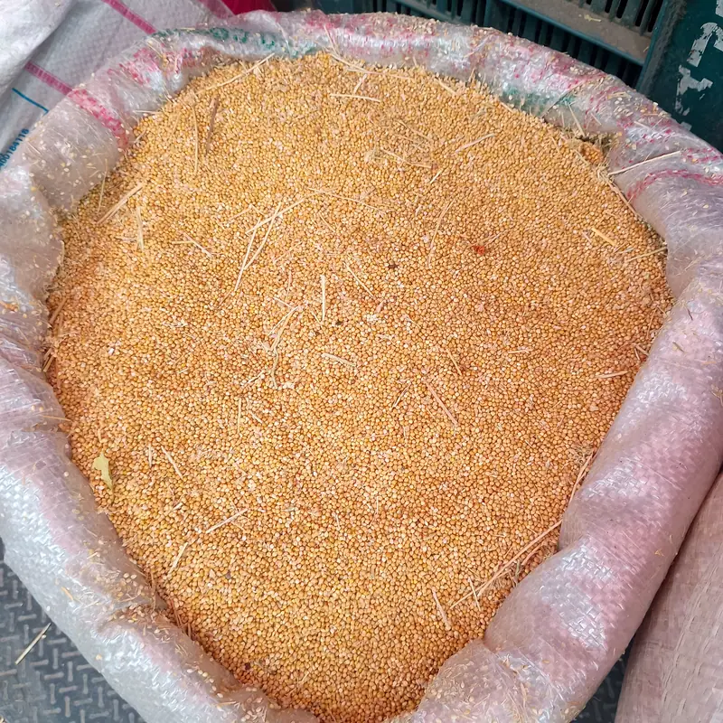A close pile of small golden-yellow raw millet grains