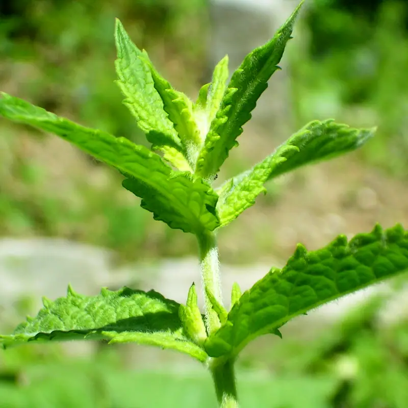 A close-up sprig of fresh mint with serrated green leaves