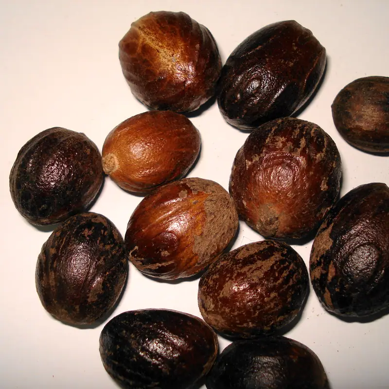 A pile of whole dried nutmeg seeds, glossy brown ovals