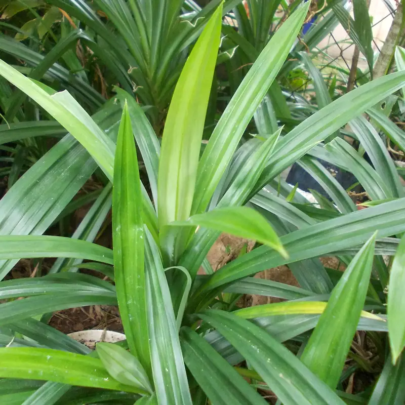 Close-up of long slender green pandan leaves