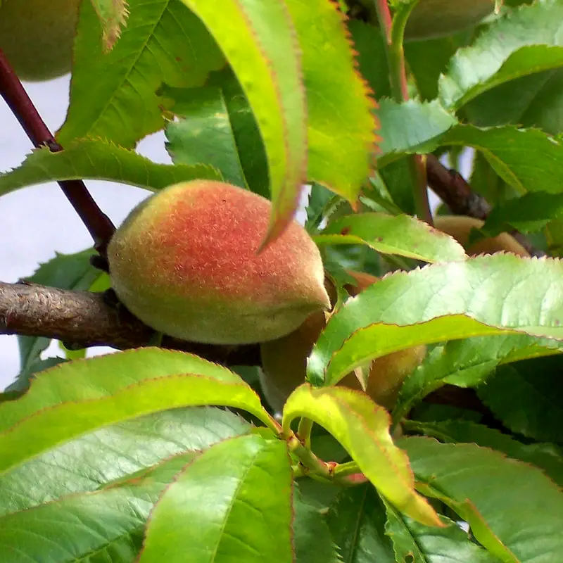 A ripe peach hanging on its branch among green leaves