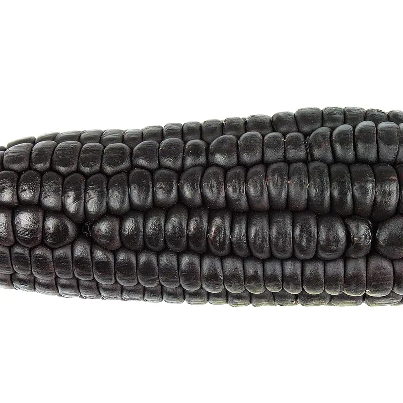 Close-up of a purple corn cob, deep near-black kernels in rows