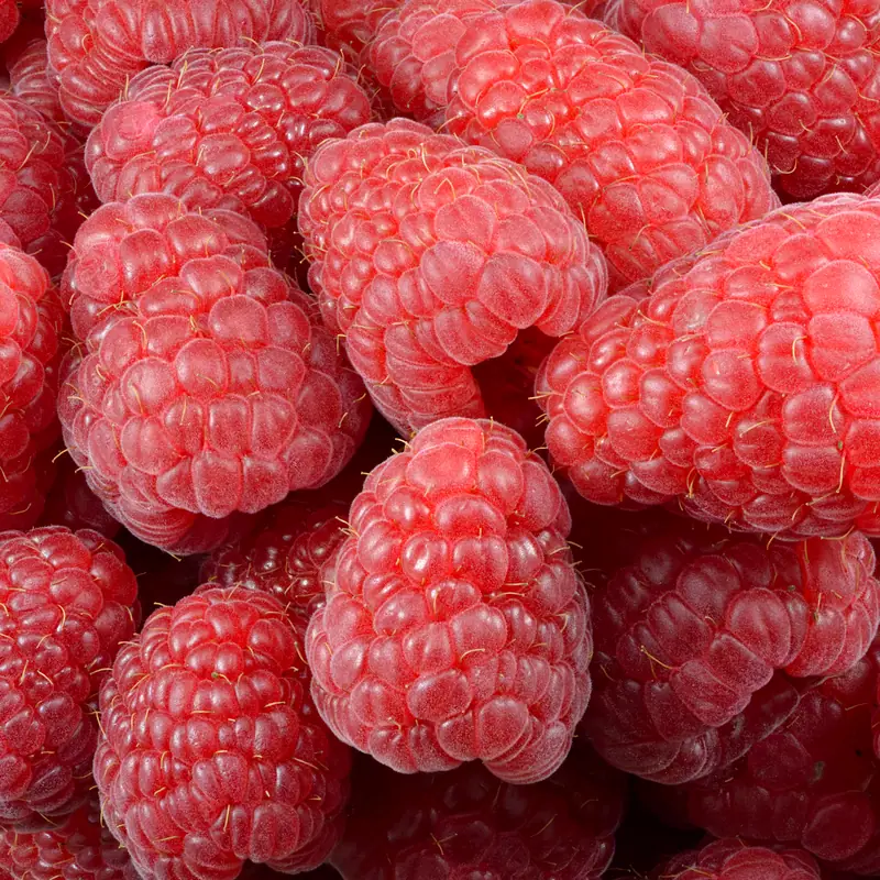 A heap of ripe red raspberries, each drupelet catching the light