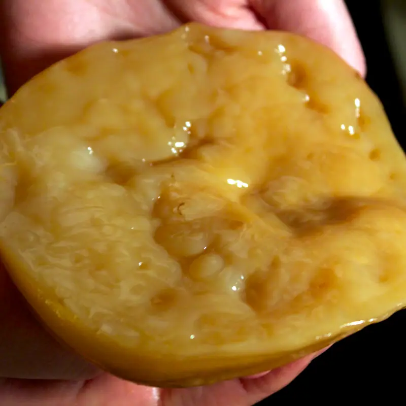 A translucent amber gelatinous SCOBY (kombucha culture) disc held in hand