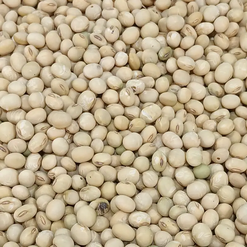 A close-up mass of pale tan dried soybeans