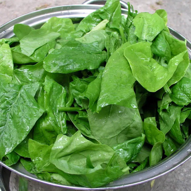 A pile of fresh green spinach leaves