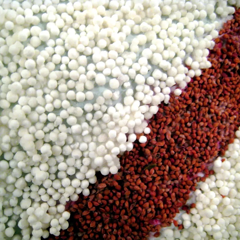 Small dry white tapioca pearls, shown beside dried cranberry seeds for scale